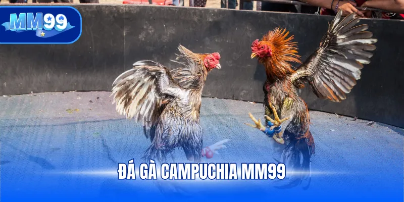 Đá gà Campuchia MM99