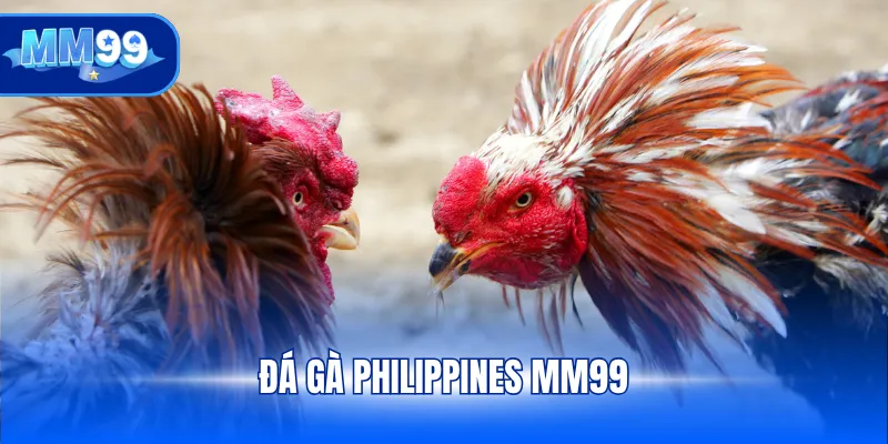 Đá gà Philippines MM99