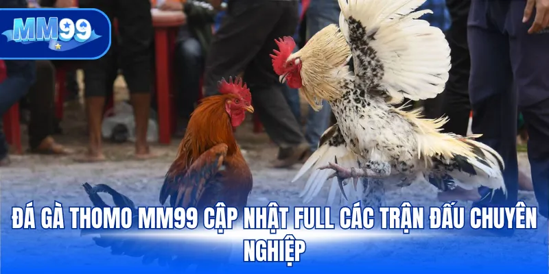 Đá gà Thomo MM99 cập nhật full các trận đấu chuyên nghiệp