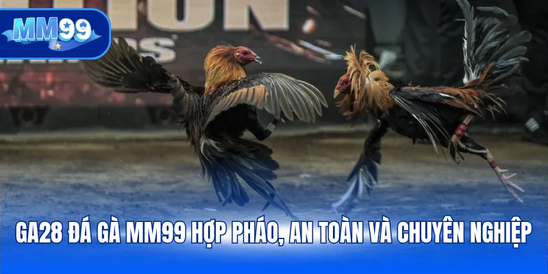 Ga28 Đá gà MM99 hợp pháo, an toàn và chuyên nghiệp