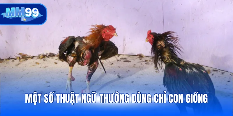 Một số thuật ngữ thường dùng chỉ con giống