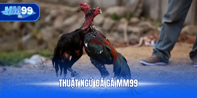 Thuật ngữ đá gà MM99